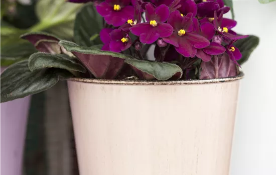 Saintpaulia mix Saintpaulia mix