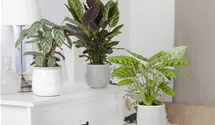 Calathea mix