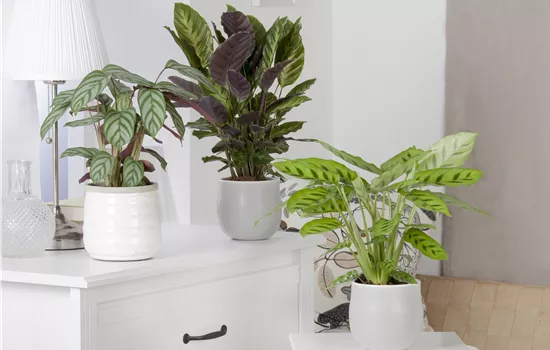 Calathea mix Calathea mix