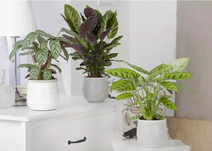 Calathea mix Calathea mix