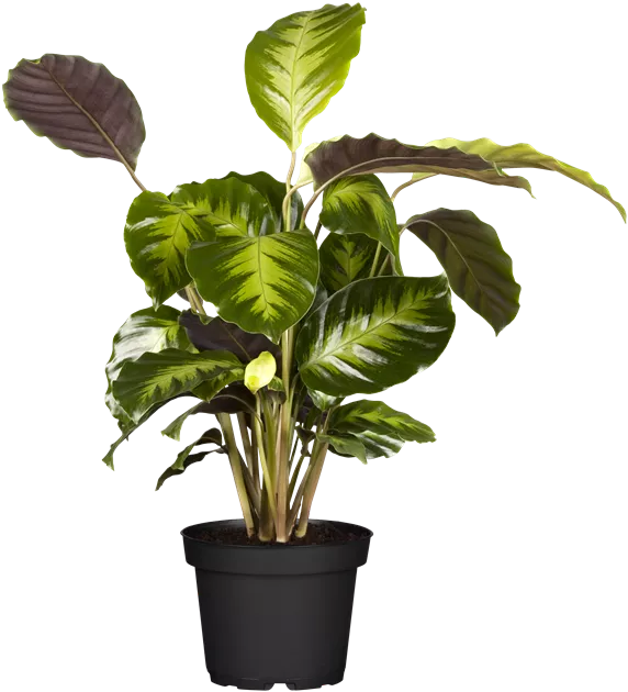 efeutute marble queen ableger Epipremnum aureum 'Marble Queen' – The Victorian Atlanta