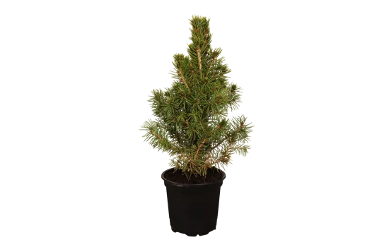 Picea glauca Conica 