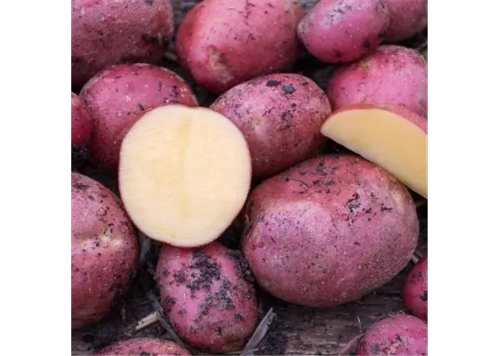 Kartoffeln Dalida festkochend 1 kg Kartoffeln Dalida festkochend 1 kg