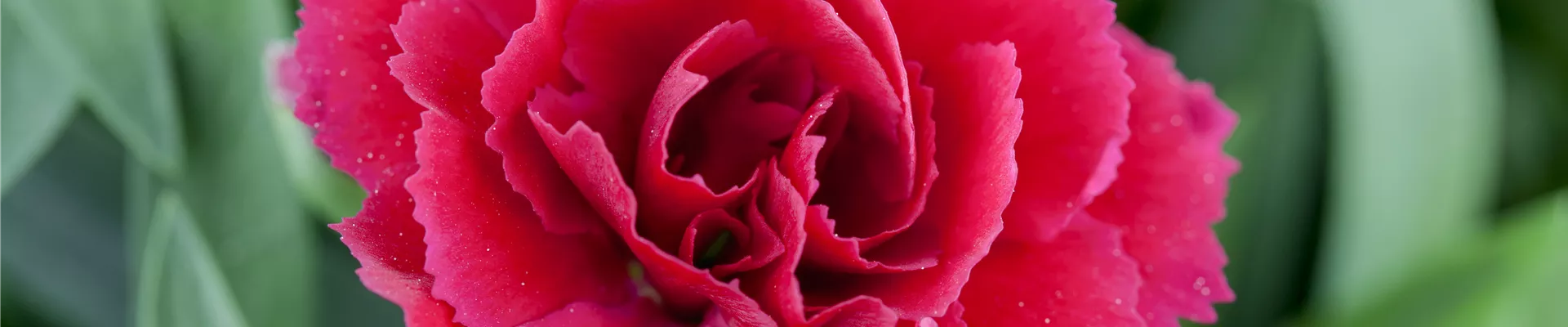 Dianthus caryophyllus Dianthus caryophyllus