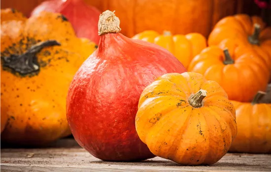 KÜRBIS Hokaido KÜRBIS Hokaido