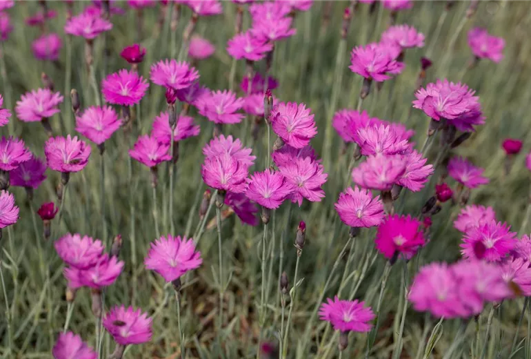 Dianthus gratianopolitanus 'Feuerhexe' Dianthus gratianopolitanus 'Feuerhexe'