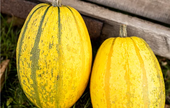 Spaghetti Kürbis Spaghetti Kürbis