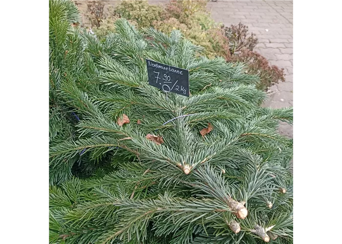 NORDMANN TANNE BUND 2 kg NORDMANN TANNE BUND 2 kg