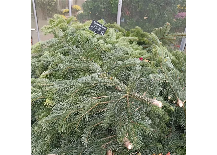 NORDMANN TANNE BUND 5 kg NORDMANN TANNE BUND 5 kg