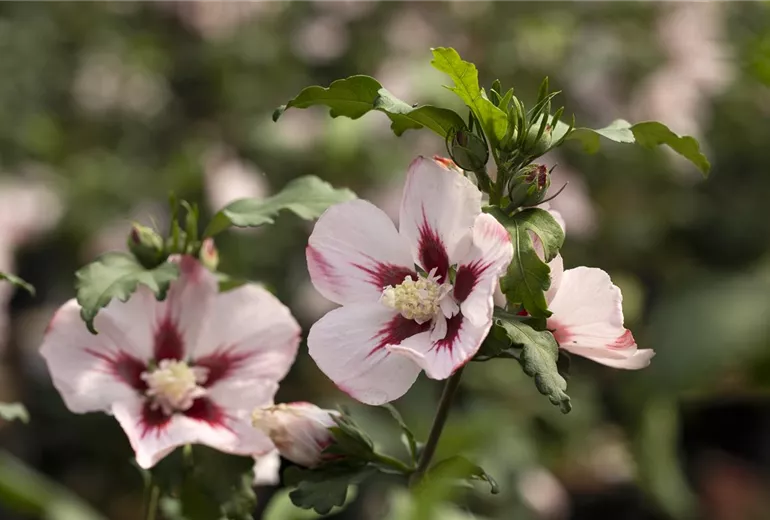 Hibiscus syriacus 'Hamabo' Hibiscus syriacus 'Hamabo'