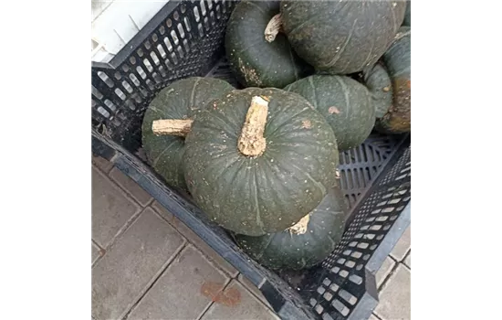 KÜRBIS Hokaido grün KÜRBIS Hokaido grün