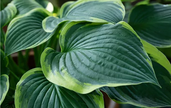 Hosta sieboldiana 'Frances Williams' Hosta sieboldiana 'Frances Williams'
