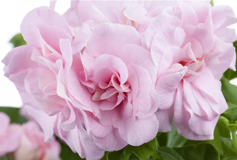 Pelargonium peltatum