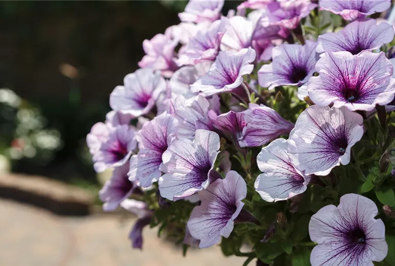 Petunia, zweifarbig Petunia, zweifarbig