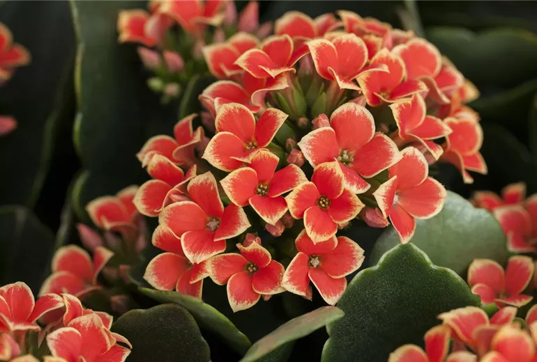 Kalanchoe Kalanchoe