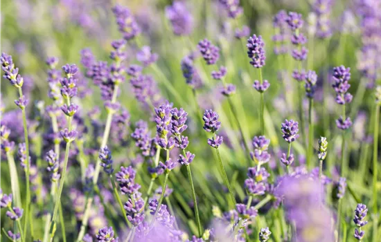 Lavandula x intermedia Grosso Lavandula x intermedia Grosso