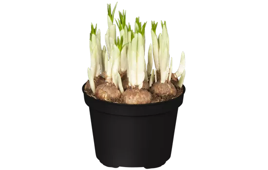 Crocus vernus Jeanne d'Arc Crocus vernus Jeanne d'Arc