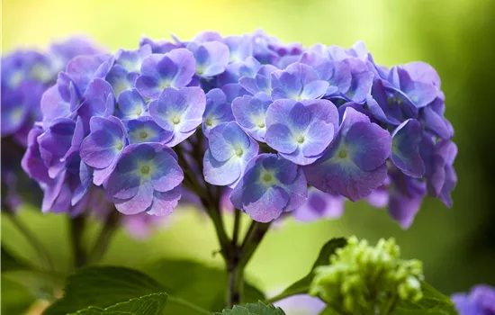 Hydrangea m. 'Diva fiore' -R- blau Hydrangea m. 'Diva fiore' -R- blau