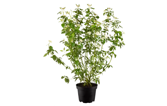 Cornus sericea 'Flaviramea'