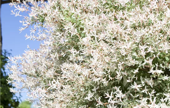 Salix integra 'Hakuro Nishiki' Salix integra 'Hakuro Nishiki'