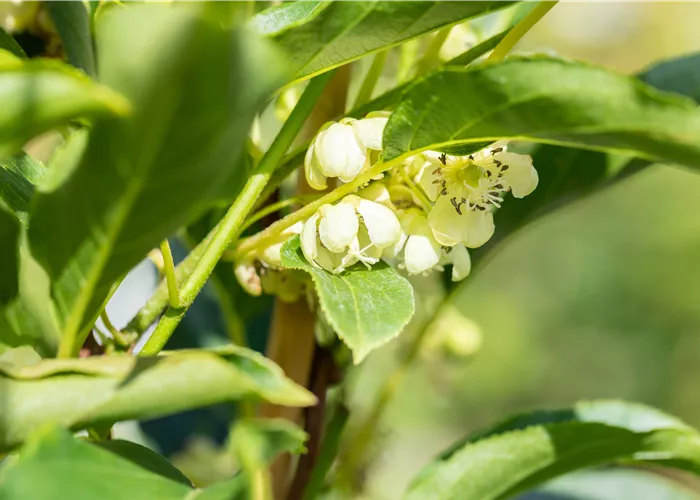Actinidia arguta 'Kiwibes' Actinidia arguta 'Kiwibes'