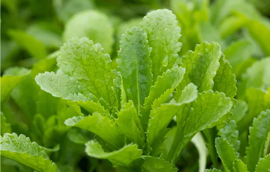 Echinops bannaticus taplow blue
