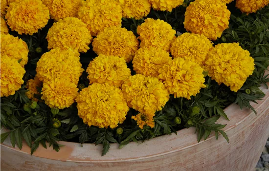 Tagetes erecta Antigua Orange