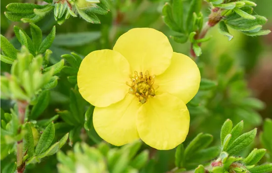 Potentilla fruticosa 'Kobold'