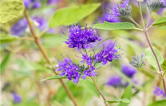 Caryopteris clandonensis 'Heavenly Blue'