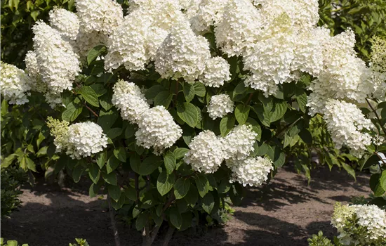 Hydrangea panic. 'Silver Dollar' Hydrangea panic. 'Silver Dollar'