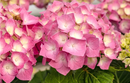 Hydrangea m. 'Rosita' Hydrangea m. 'Rosita'