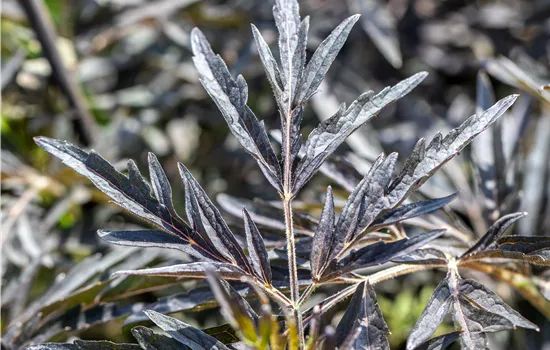 Sambucus nigra 'Cherry Lace' -R--S- Sambucus nigra 'Cherry Lace' -R--S-