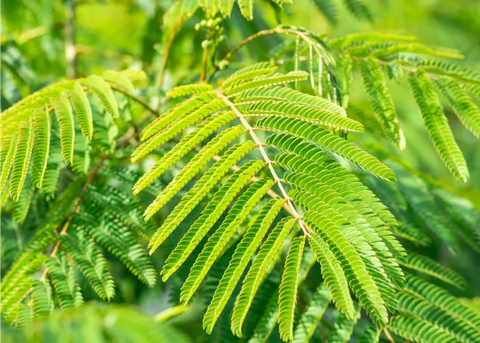 Albizia julibr. 'Boubri' Albizia julibr. 'Boubri'