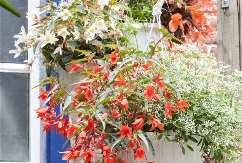 Begonia SUMMERWINGS™ Begonia SUMMERWINGS™