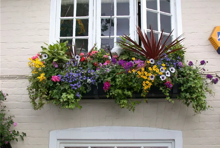 Balkonblumen, hängend Balkonblumen, hängend