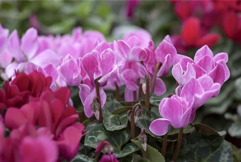Cyclamen persicum Cyclamen persicum