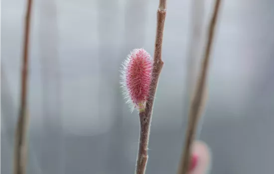 Salix gracilistyla 'Mount Aso'