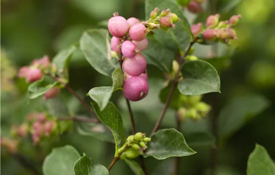 Symphoricarpos 'Magical Sweet'