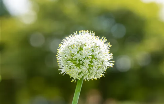 Allium 'Mount Everest' Allium 'Mount Everest'