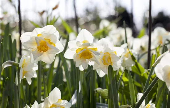 Narcissus White Lion Narcissus White Lion