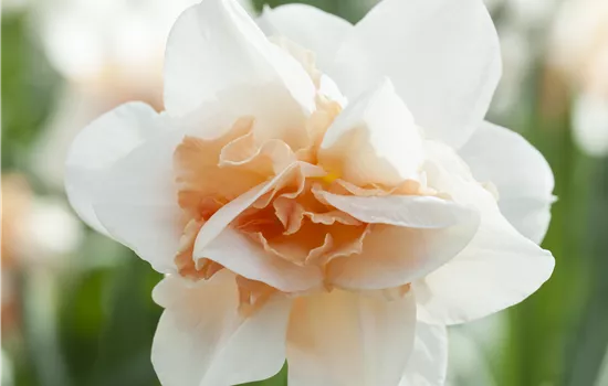 Narcissus Replete Narcissus Replete