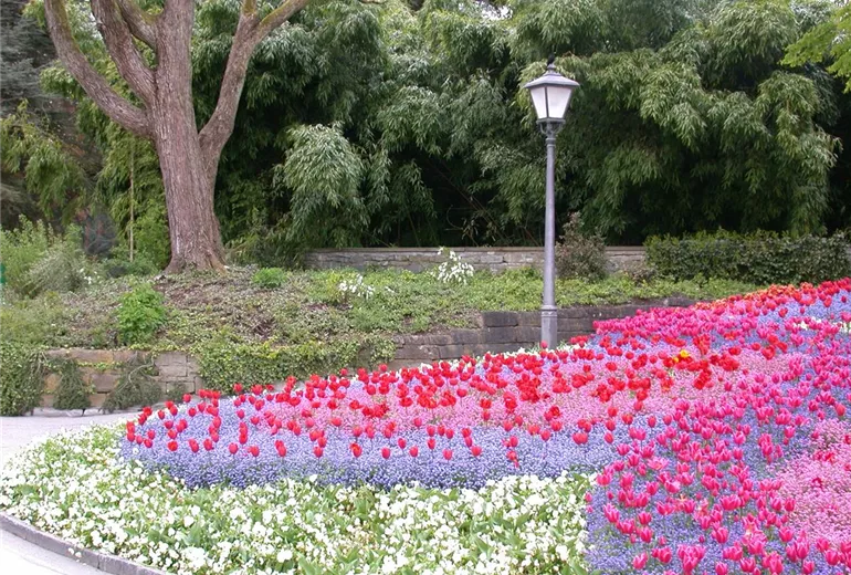 Myosotis sylvatica, Tulipa Myosotis sylvatica, Tulipa