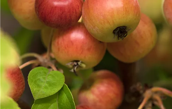 Malus 'Evereste' -R- Malus 'Evereste' -R-