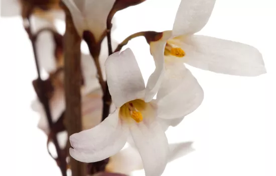 Abeliophyllum distichum Abeliophyllum distichum