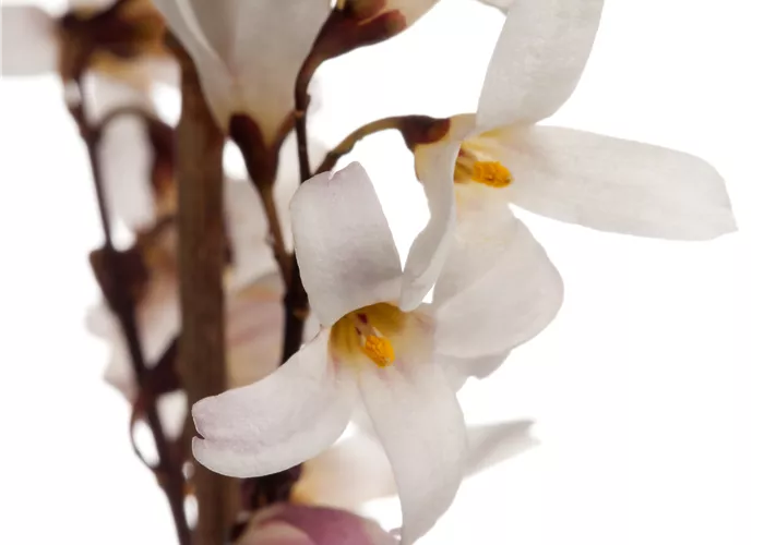 Abeliophyllum distichum Abeliophyllum distichum