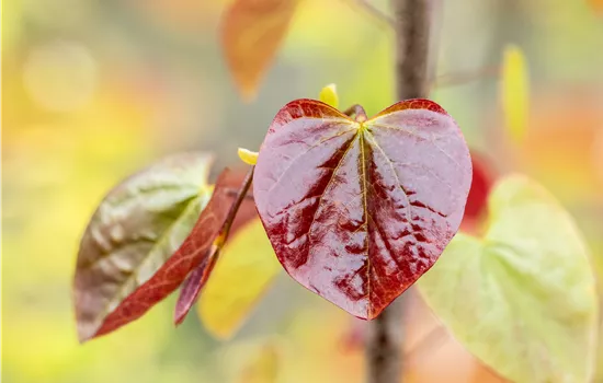 Cercis canadensis 'Merlot'