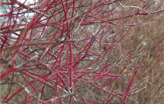 Cornus alba 'Sibirica'