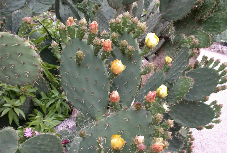 Opuntia ficus-indica Opuntia ficus-indica