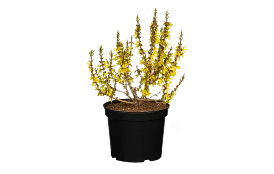 Forsythia 'Mikador' -R-