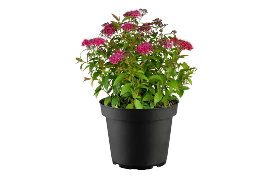 Spiraea japonica 'Dart's Red' Spiraea japonica 'Dart's Red'